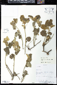 Krapovickasia urticifolia image