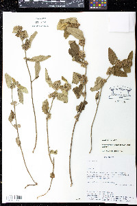 Krapovickasia urticifolia image