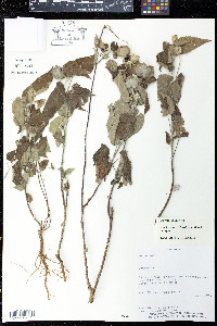Hochreutinera hasslerana image