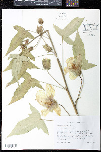 Hibiscus laevis image