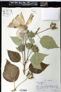 Hibiscus moscheutos image