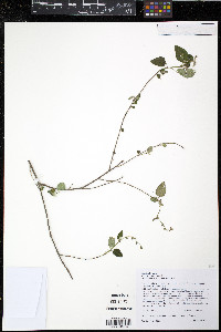 Croton origanifolius image