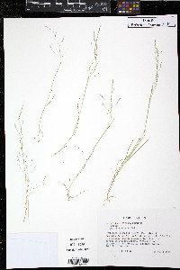 Agrostis elliottiana image