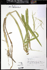 Glyceria arkansana image