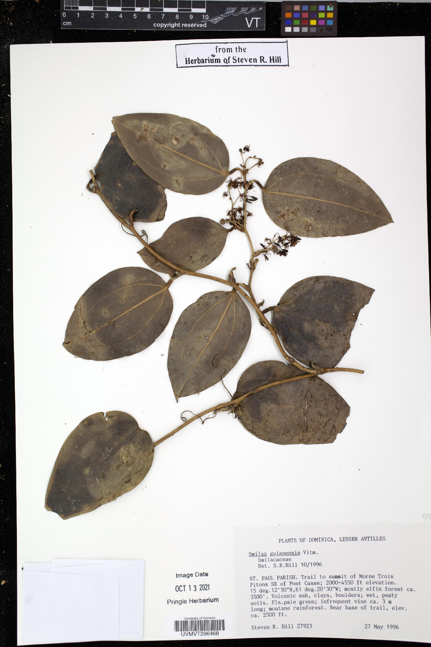 Smilax guianensis image