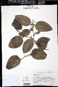 Image of Smilax guianensis