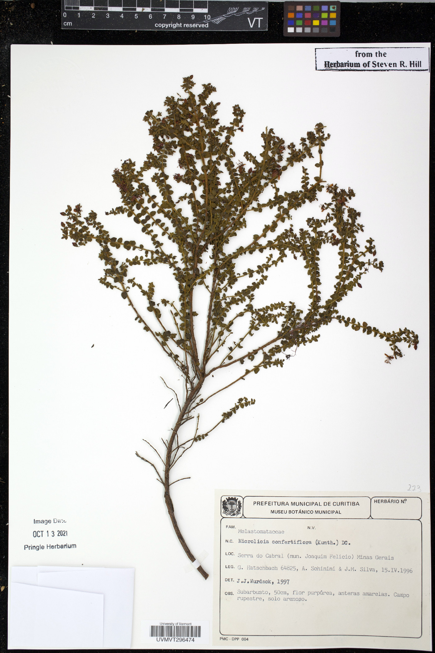 Microlicia confertiflora image