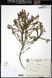 Image of Microlicia confertiflora