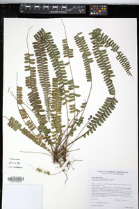 Image of Nephrodium pectinatum