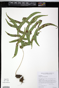 Serpocaulon dissimile image