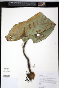 Elaphoglossum crinitum image