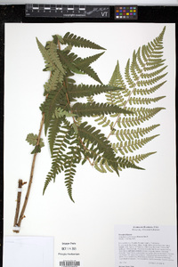 Dryopteris ludoviciana image