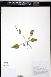 Ophioglossum petiolatum image