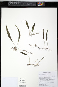 Elaphoglossum lloense image