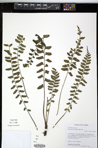 Asplenium barbaense image