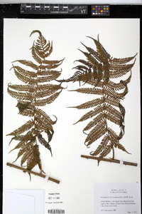 Cyathea microdonta image