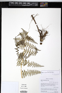 Paesia glandulosa image