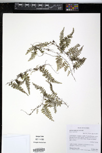 Hymenophyllum fucoides image