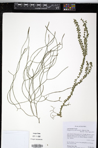 Phlegmariurus callitrichifolius image