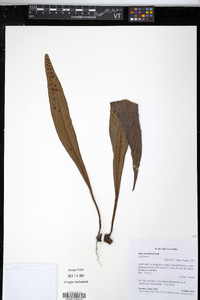 Niphidium crassifolium image