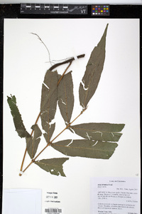 Serpocaulon adnatum image