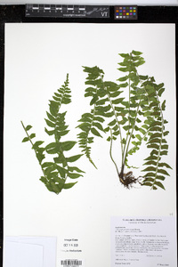 Asplenium pseuderectum image