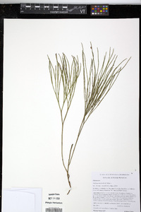 Psilotum nudum image