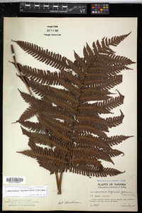 Steiropteris leprieurii image