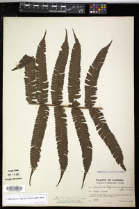 Steiropteris leprieurii image