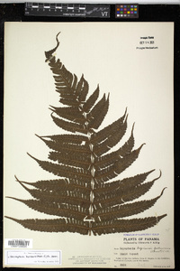 Steiropteris leprieurii image