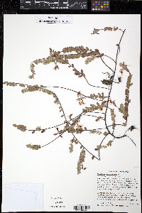 Vaccinium macrocarpon image