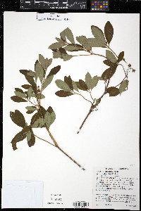 Rhododendron menziesii image