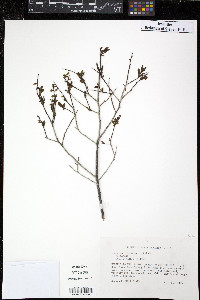 Leucothoe racemosa image