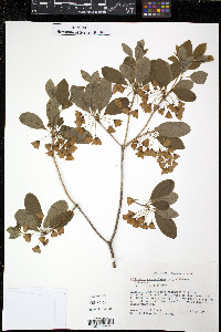 Enkianthus campanulatus image