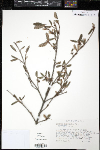 Shepherdia canadensis image