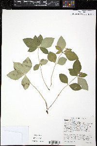 Cornus canadensis image