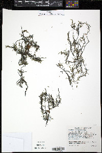 Callitriche heterophylla image