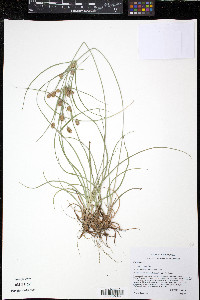 Cyperus croceus image