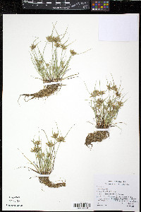 Cyperus compressus image