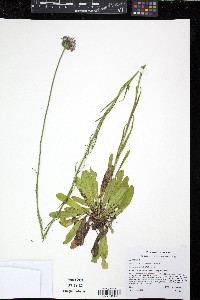 Marshallia graminifolia image