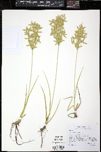 Cyperus lecontei image