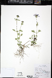 Glandularia canadensis image