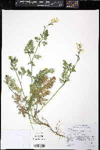 Corydalis micrantha image