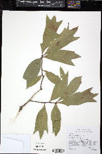 Quercus x mellichampii image