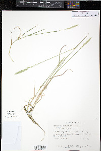 Muhlenbergia glomerata image