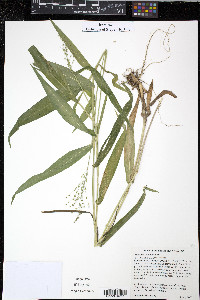 Panicum clandestinum image