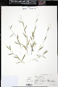 Panicum dichotomum image