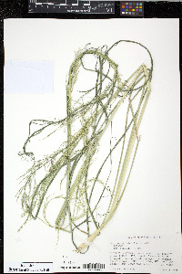 Coleataenia rigidula image