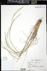 Manisuris cylindrica image