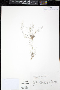 Eragrostis frankii image